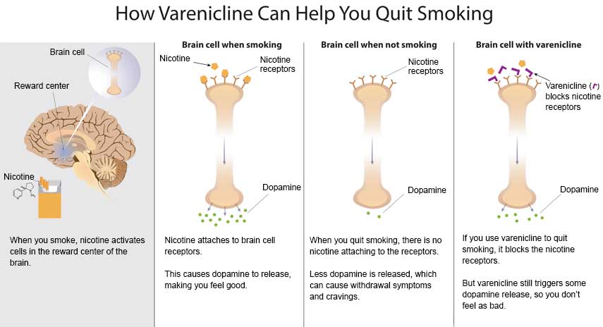 How varenicline can help you quit smoking - Slide 1 - When you smoke, nicotine activates cells in the reward center of the brain (Brain cell illustration, illustration of brain with Reward center, illustration of cigarettes with nicotine pointing to it) Slide 2 - Illustration of a brain cell when smoking showing nicotine, nicotine receptors and dopamine. Nicotine attaches to brain cell receptors. This causes dopamine to release, making you feel good. Slide 3 - Illustration of brian cell when not smoking. Showing nicotine receptors and dopamine response Slide 4 - Illustration of Brian cell showing how varenicline blocks nicotine receptors and how dopamine responds. If you use varenicline to quit smoking, it blocks the nicotine receptors. But varenicline still triggers some dopamine release, so you don't feel as bad. How varenicline can help you quit smoking